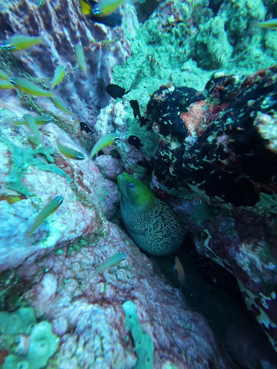 Sea snake swimming alongside tropical fish on a Trincomalee reef
